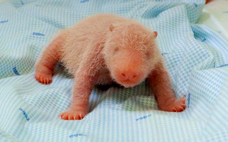 Bébé-Panda