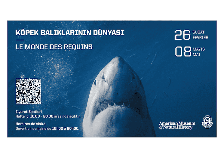 Affiche de l’exposition Le Monde des requins au lycée Saint-Joseph d’Istanbul (27 février – 8 mai 2026)