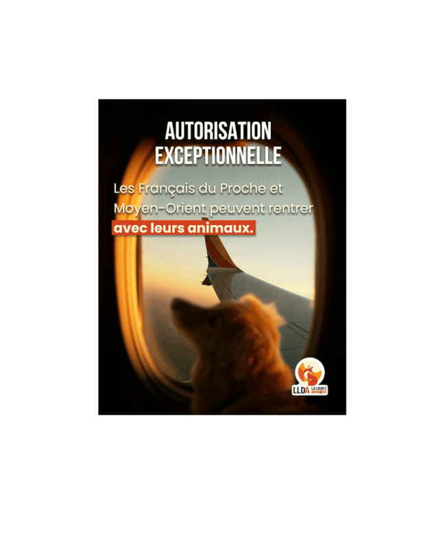 Un petit chien regarde par le hublot d’un avion au coucher du soleil. Illustration d’une autorisation exceptionnelle permettant aux Français vivant au Proche-Orient et au Moyen-Orient de rentrer en France avec leurs chiens et chats malgré des formalités sanitaires européennes incomplètes. Crédit photo :LLDA / La Ligue de Défense des Animaux.