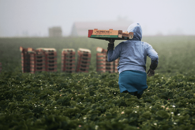 Certains secteurs en tension, notamment le secteur agricole, dépendent principalement de la main-d'œuvre étrangère.