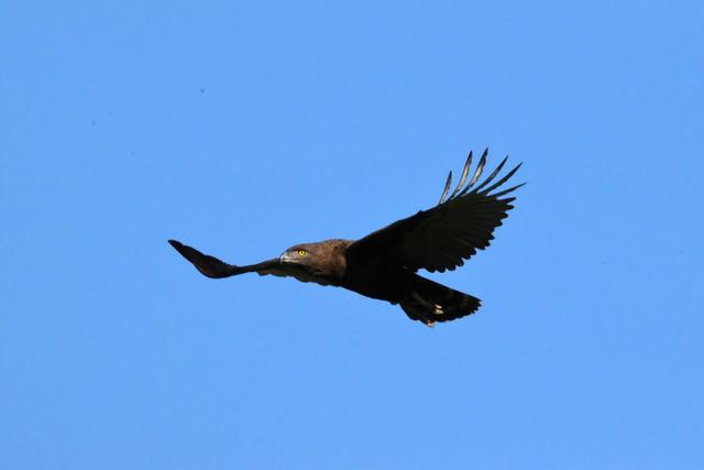 Oiseaux_1_LZ