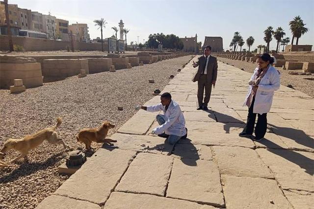 vétérinaires lors de la campagne de stérilisations des chiens errants