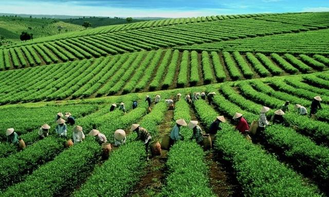 Le thé vietnamien séduit de plus en plus les États-Unis