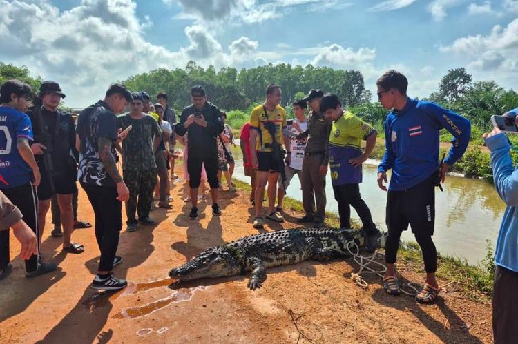 Crocodile tué après avoir été retrouvé dans les eaux de crue