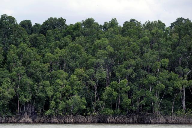 Brésil : la déforestation en Amazonie au plus bas depuis près de 40 ans