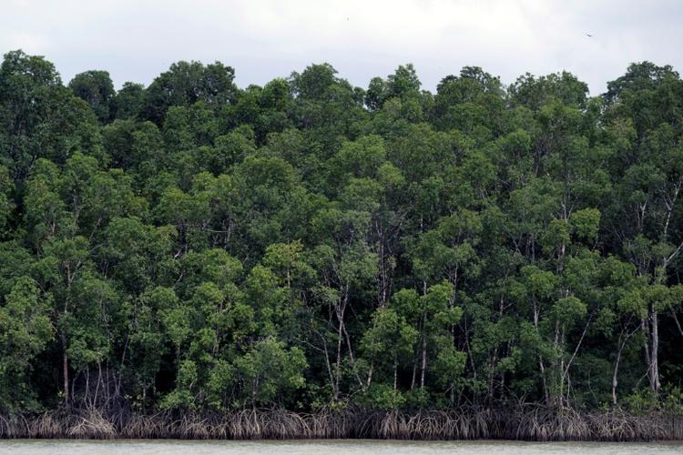 Brésil : la déforestation en Amazonie au plus bas depuis près de 40 ans