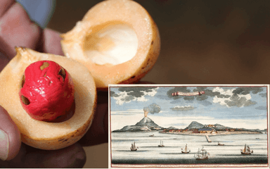 histoire épices indonésie