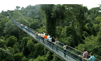 La passerelle au-dessus de la canopée (© Nparks) - Central Catchment