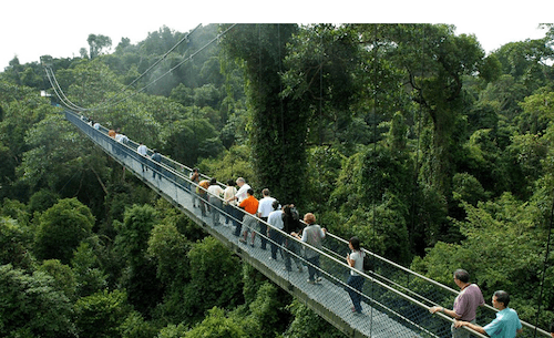 La passerelle au-dessus de la canopée (© Nparks) - Central Catchment