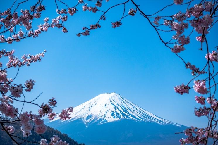 Le Mont Fuji au Japon avec des branches de Sakura en fleurs
